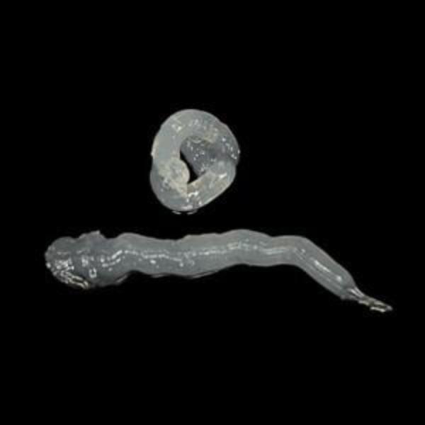 Clear Silicone Sealant Combined Adhesive for Cladding Panel Installations - Claddtech